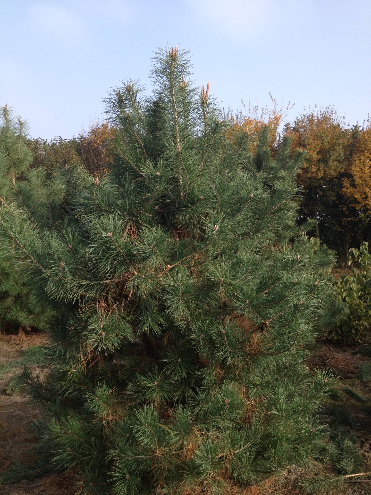 Pinus sylvestris_18
